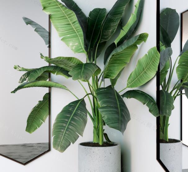 适合客厅的5种大型植物，养一盆大气上档次，空气清新颜值高
