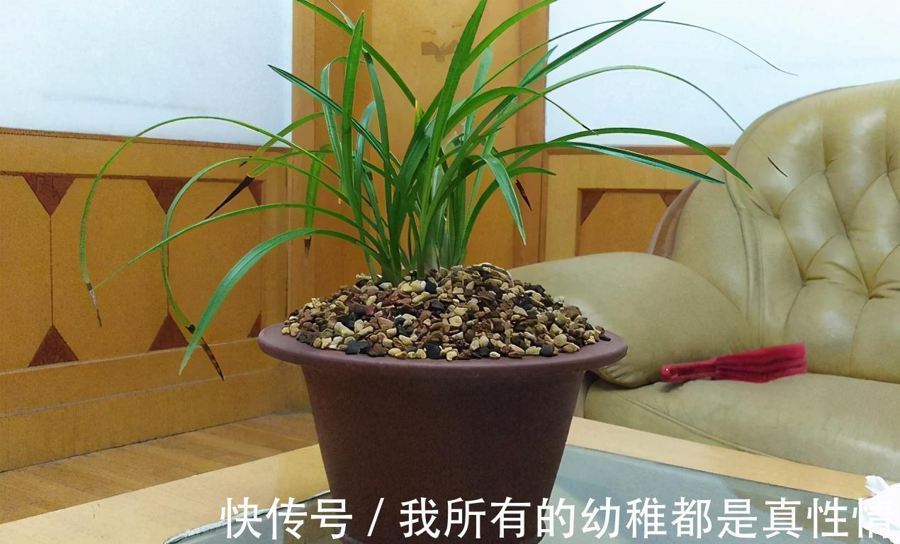 兰花|兰花淋雨长得好？不，有利有弊，掌握住尺度比施肥管用