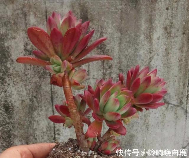 秋天就买这8种多肉，叶片变得红红的，好漂亮