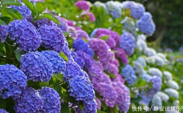 新手|新手养护,就养能开“大花球”,比菊花好养的花卉,一开300天