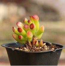 这种“植物”是懒人的最爱,有阳光就能爆盆,好养的不得了