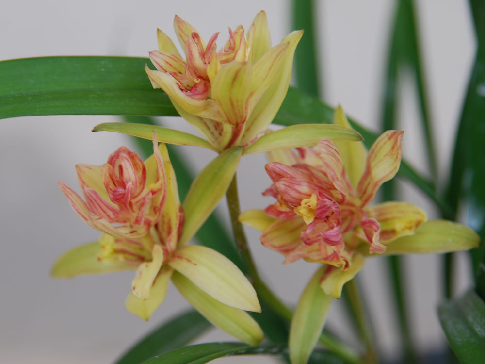 此兰花层层叠叠，花香淡雅，花型饱满，花色艳丽，花期长