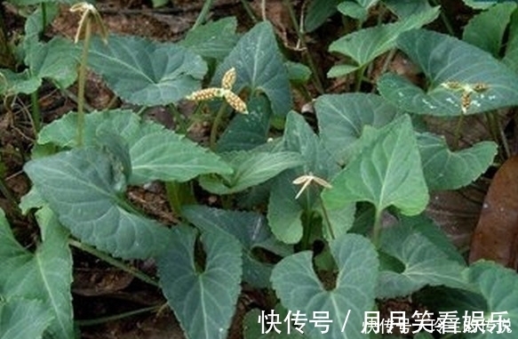 抗癌|农村这些野菜,煮吃喝,清肝明目,降血压、减肥,还败毒抗癌!