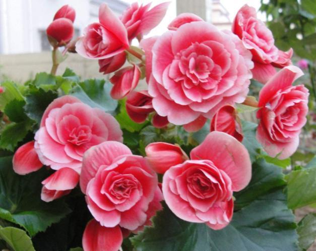 你家丽格海棠不能全年开花关键在于这4点，学会了四季花开不断