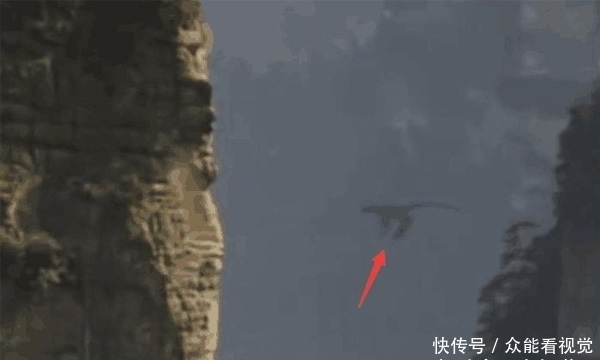 上山|女子上山采茶拍到“飞猴”,老人们说是凤凰,网友却说这是龙