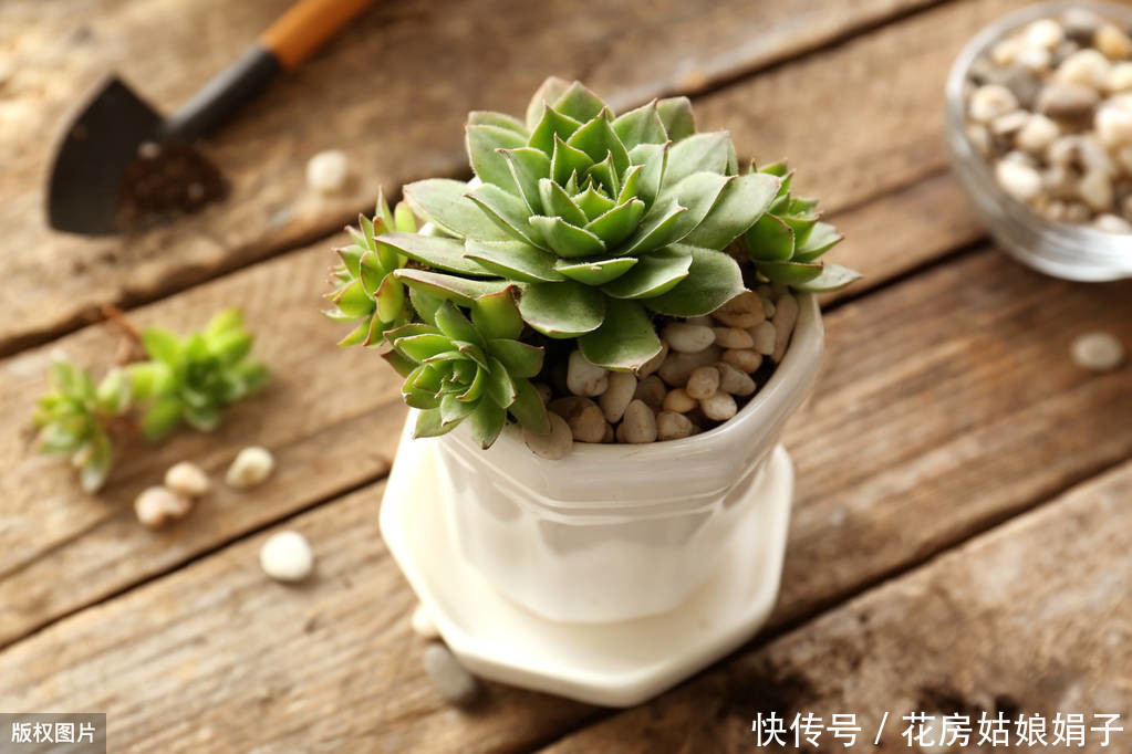 病虫害|多肉多晒晒太阳，生长健壮，预防徒长不生病，养出一盆漂亮的多肉