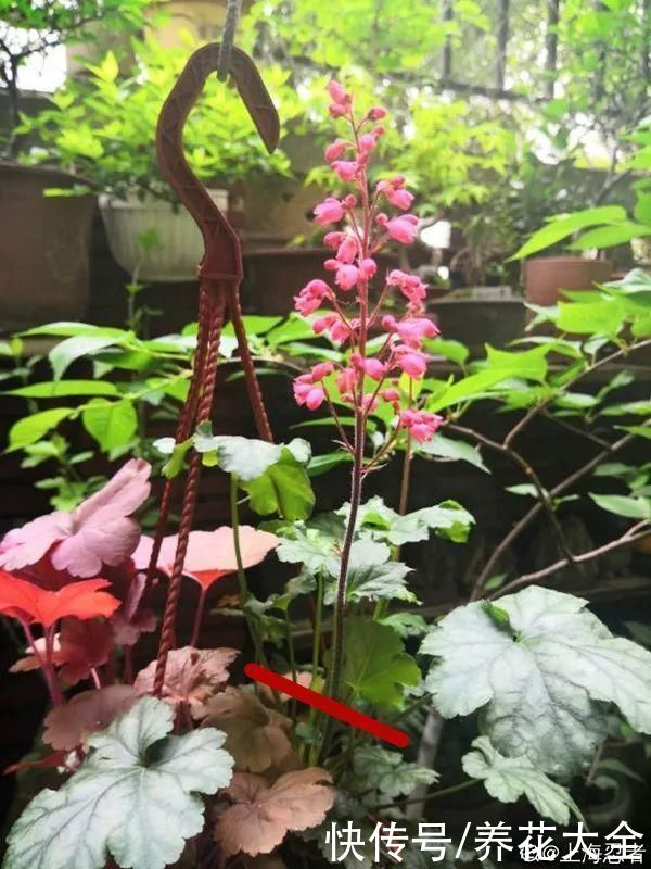 花苞|3种花，开花就会死，长花苞就赶紧剪掉