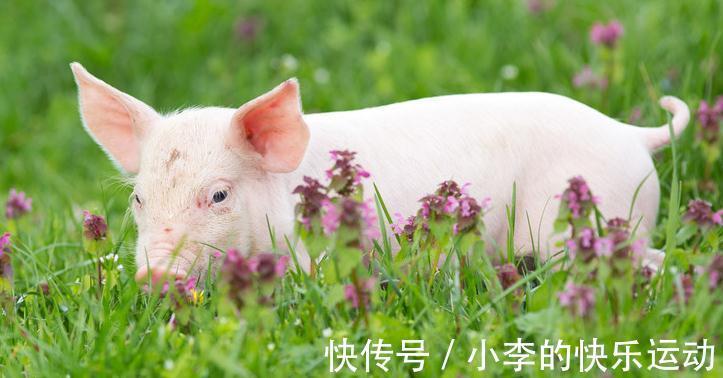 猪感冒|如何鉴别猪流感与猪感冒,他们的区别在哪里,养殖户们分得清吗