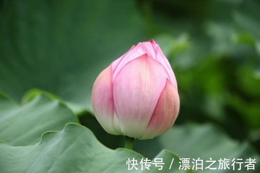 财源广|10月中旬，4属相运势转旺，桃花朵朵，财源广进，生活万事如意