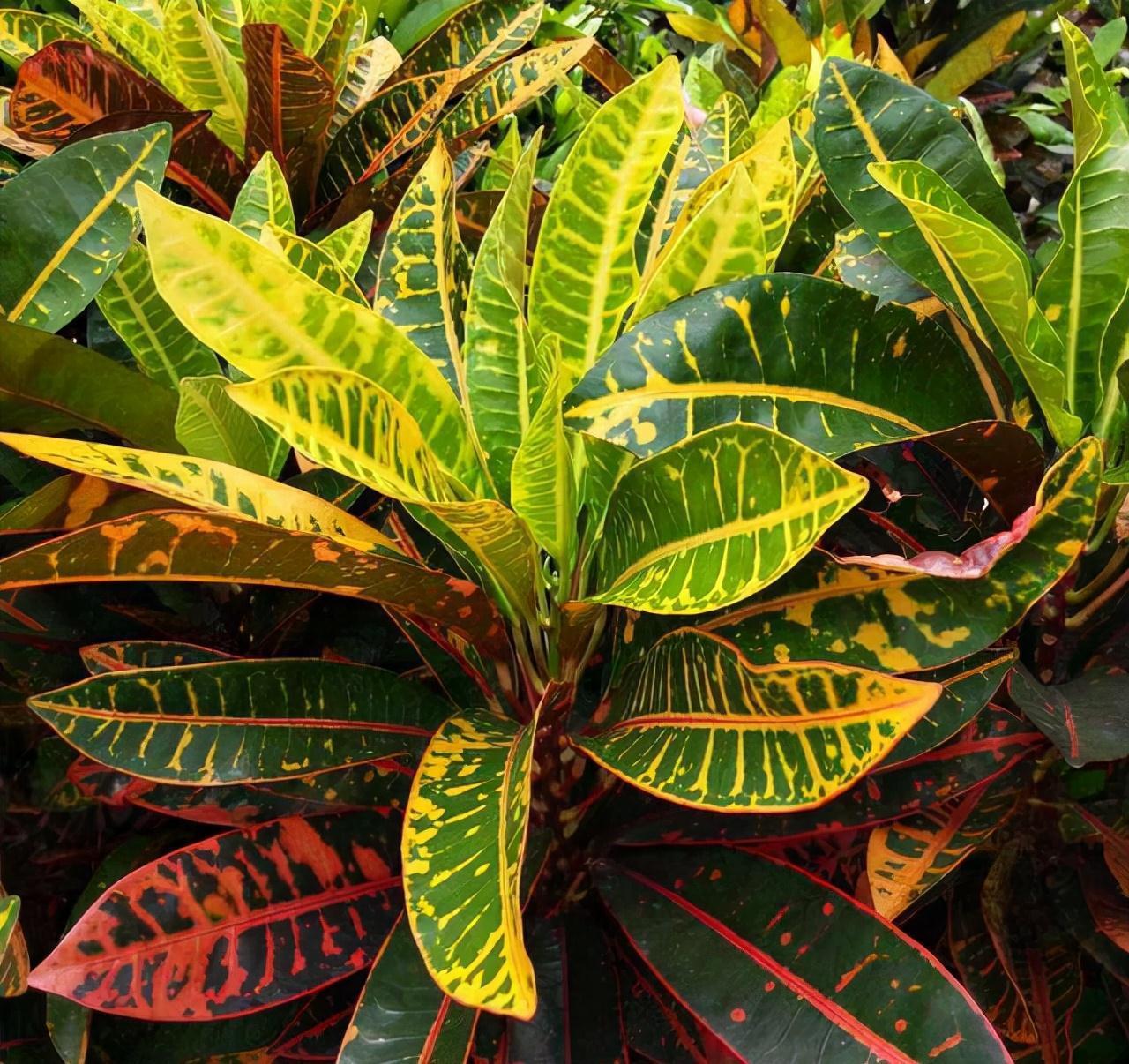 农历9月13日寒露后,养什么花?家里养3种花,前程似锦红红火火