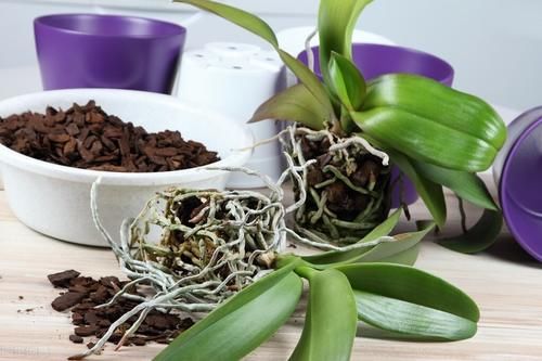 养好花离不开好的土壤，8种适合家庭养花的土壤，养花爆盆