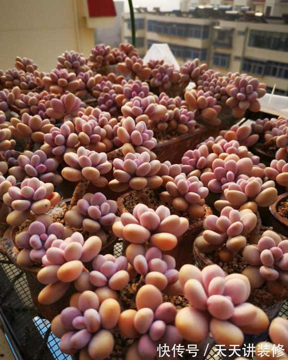 品种|做梦都想拥有的,桃林,橙林,独爱1种多肉,也是值得学习