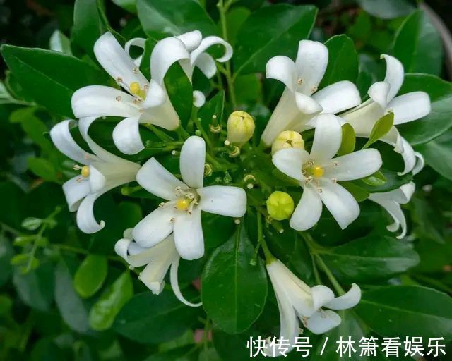 九里香移栽上盆老是黄叶掉叶走出6个误区，根旺叶茂明年开花多