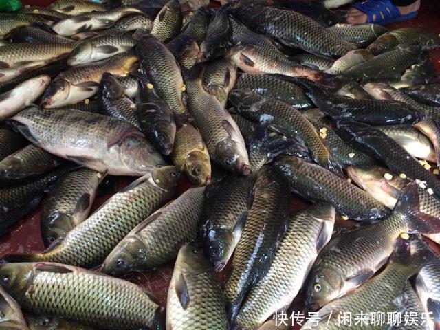 钓鱼高手教你如何搓饵钓大鱼,即使闹小鱼,也不会在害怕了