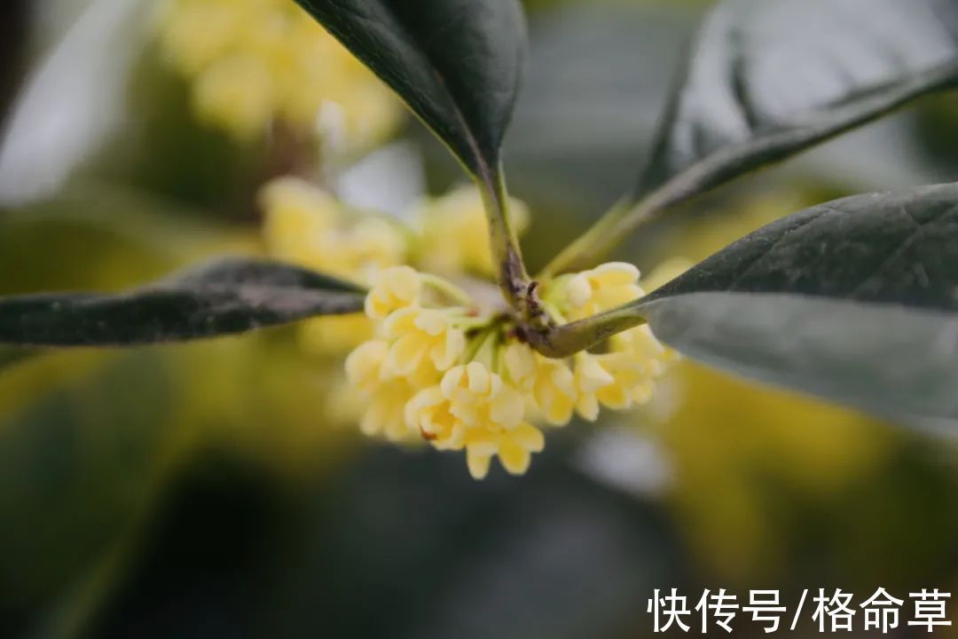 香远&原创诗词|忽如一夜桂花来,苦等三天恰自开