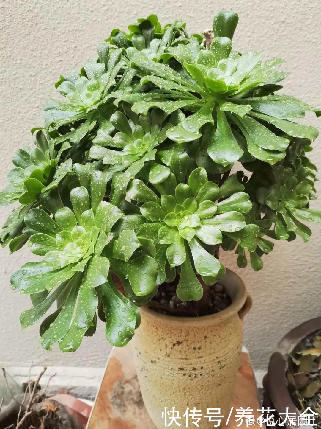 花苞|3种花，开花就会死，长花苞就赶紧剪掉