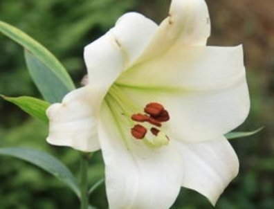 百合|养肺三个小秘方,简单又便宜,肺部不好的朋友不妨试一试