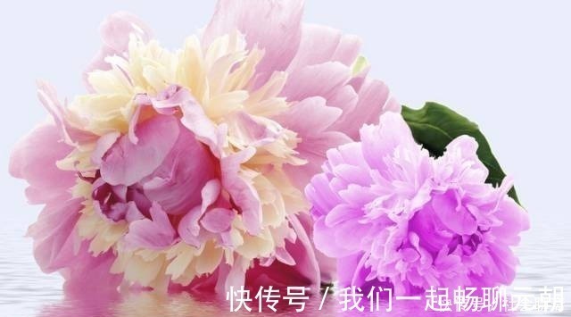 花王|此花属于中国十大名花,曾作为中国的国花,被尊誉为“花王”