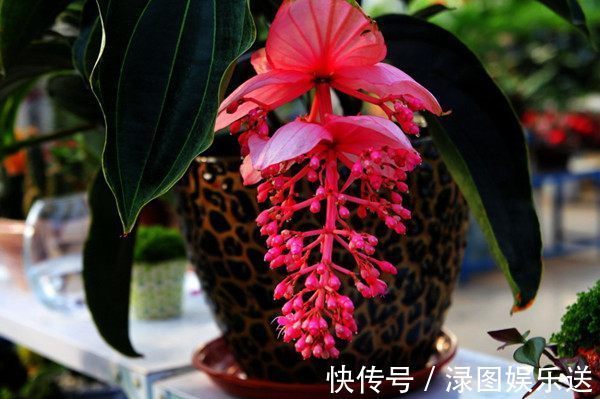 小玲|“高端月季”土星王阳台,丰腴婀娜,美丽怡人,开花很容易爆盆