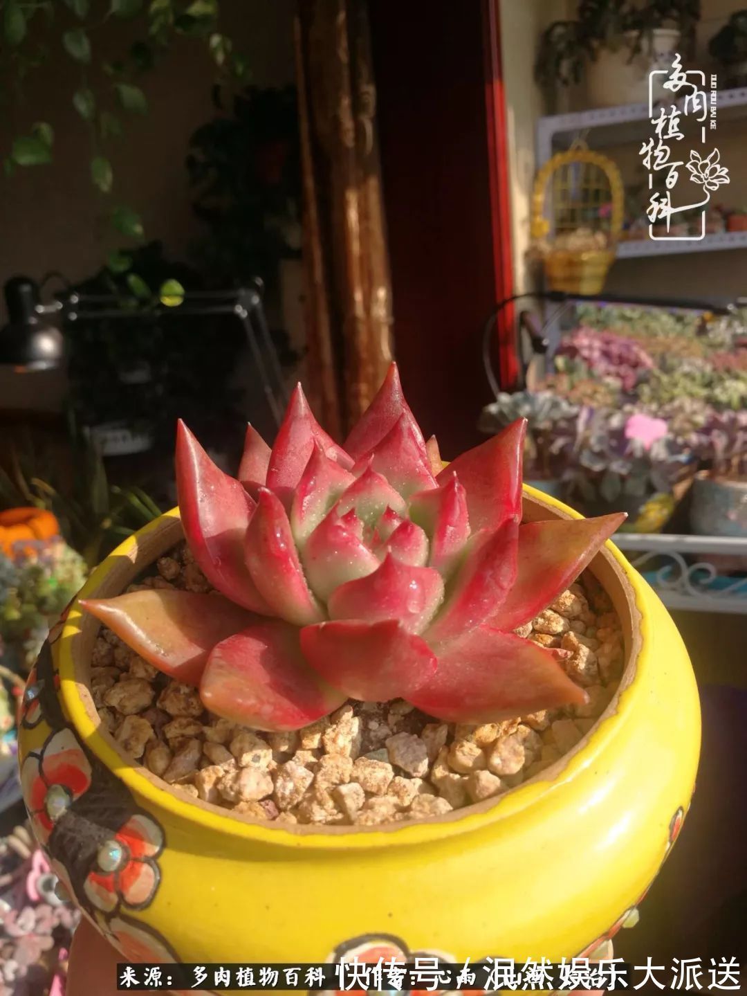 蚧壳虫|为肉痴狂!多肉植物也会用最美的容颜报答我们的勤劳付出!