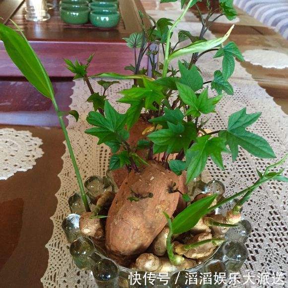 冬天怎能缺的了“它”,扔在水里还能发芽,几月就能长成老桩