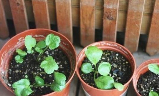 芹菜|阳台养一盆这个花,叶子像芹菜,开花像玫瑰,种一次,年年开花