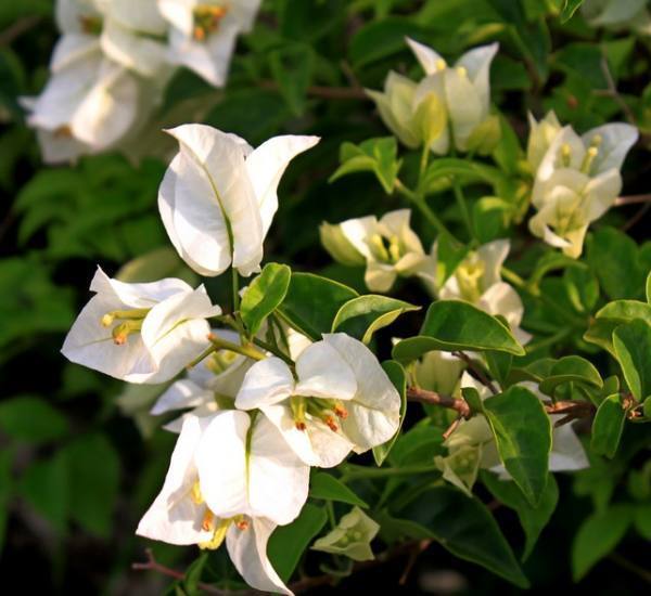 枝条|媳妇养护三角梅盆栽有妙法,只要做好以下几点,花开一茬又一茬!
