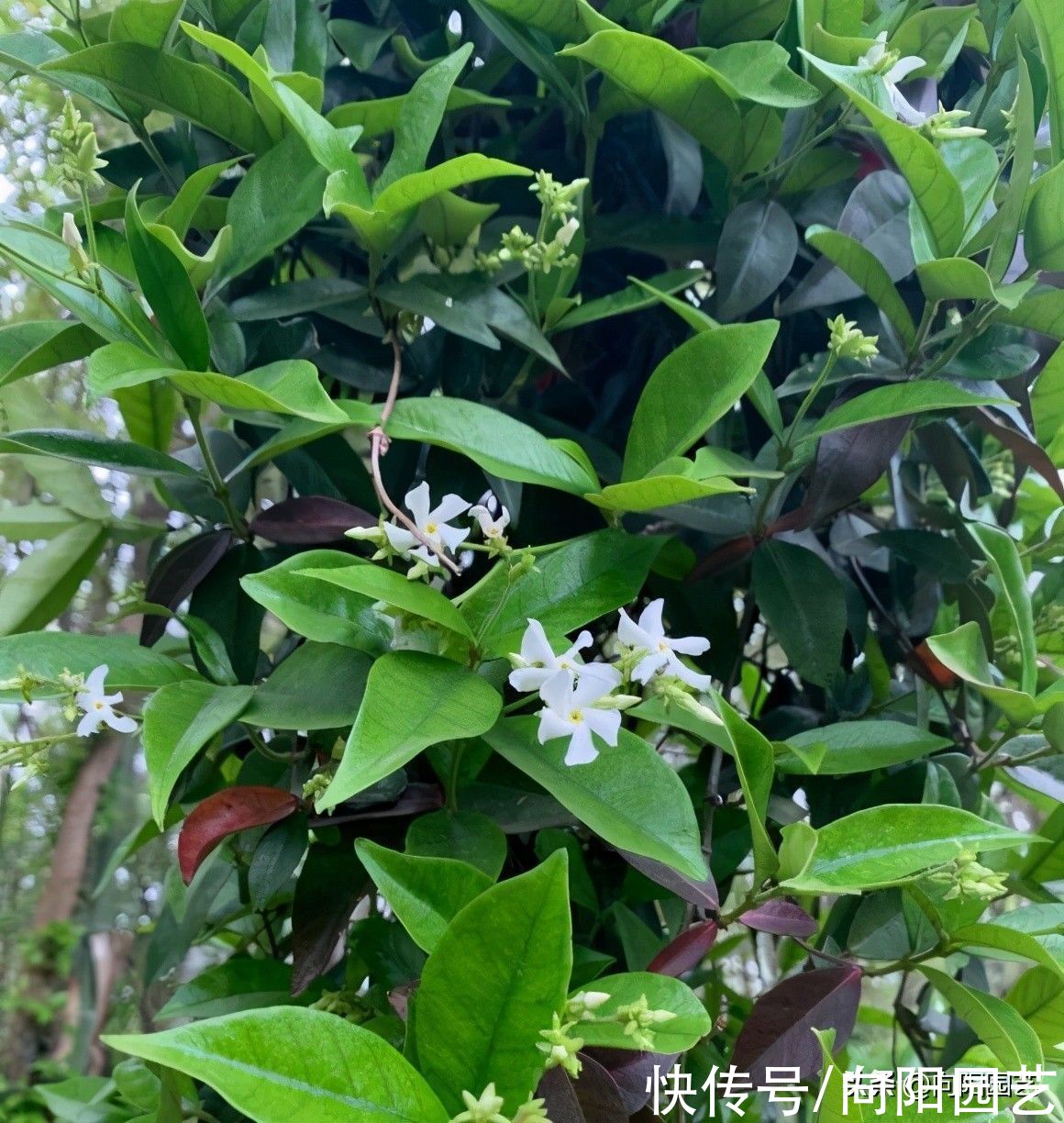 茉莉|这种茉莉花，花开得像风车，花瓣指甲大，花瓣香味四溢，很好闻