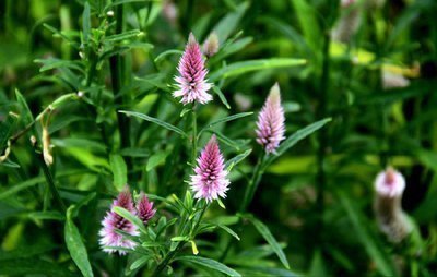 营养物质|农村一种长得“好看”的野草,花朵惹人眼却用处大,遇到了请珍惜