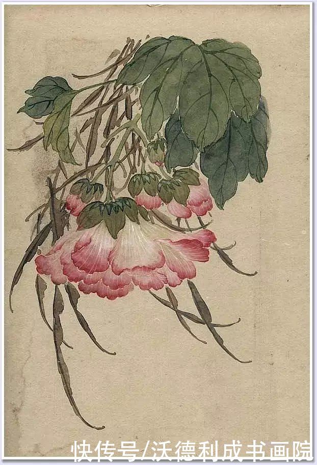 画菊|没骨百花图欣赏，美到骨子里