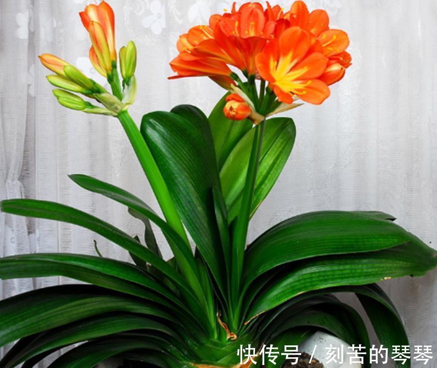 三种不花钱的植料,用来养殖兰花和君子兰真不错,经验分享