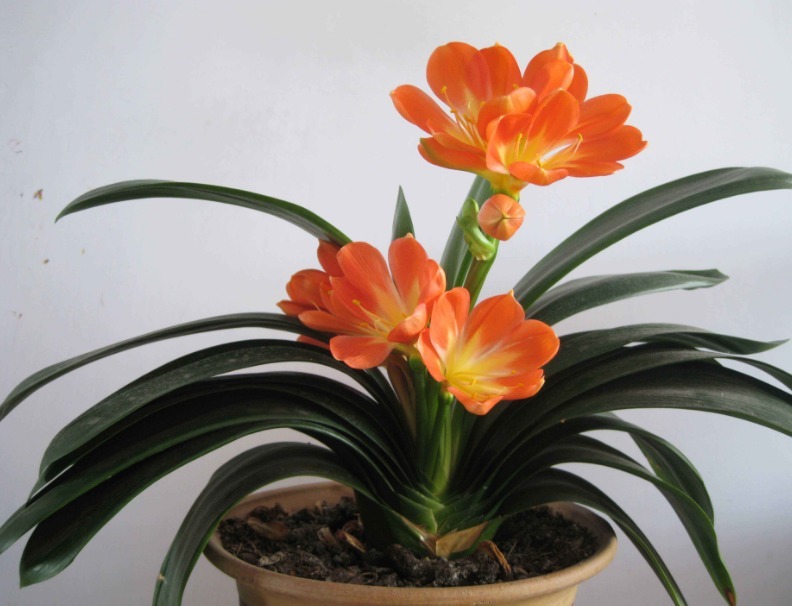 君子兰花期养护难掌握四个小技巧,呼呼长花苞,这个夏天真美好