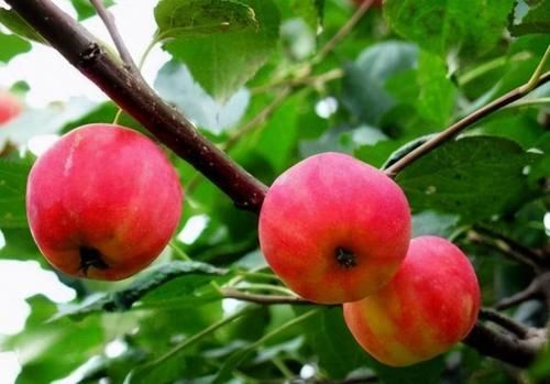 美容養(yǎng)顏|想長壽全靠吃，3種食物離不開，明目潤肺，美容養(yǎng)顏，好處多多