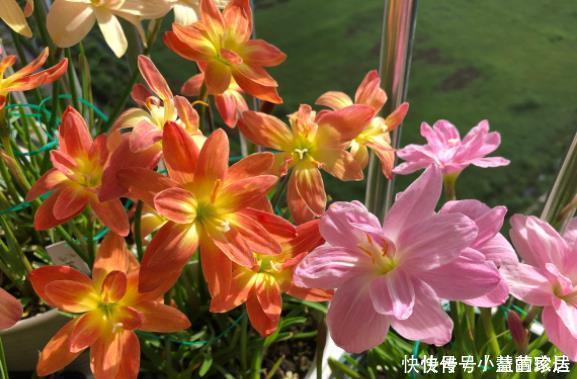 不喜欢太折腾，就养3种花吧，不管天气如何多变，都能长得旺