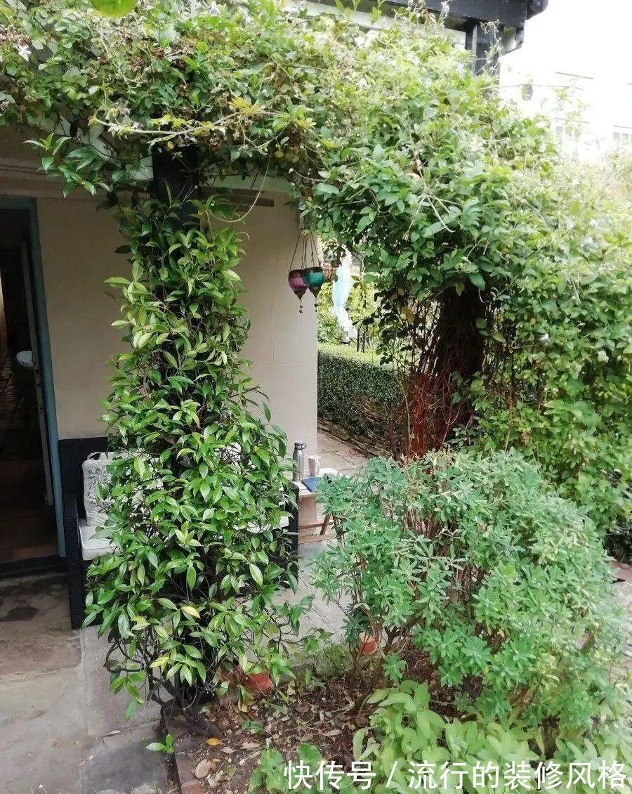 浇水|金银花根系发达，一造型便“立竿见影”，轻松获取盆景制作的欢乐