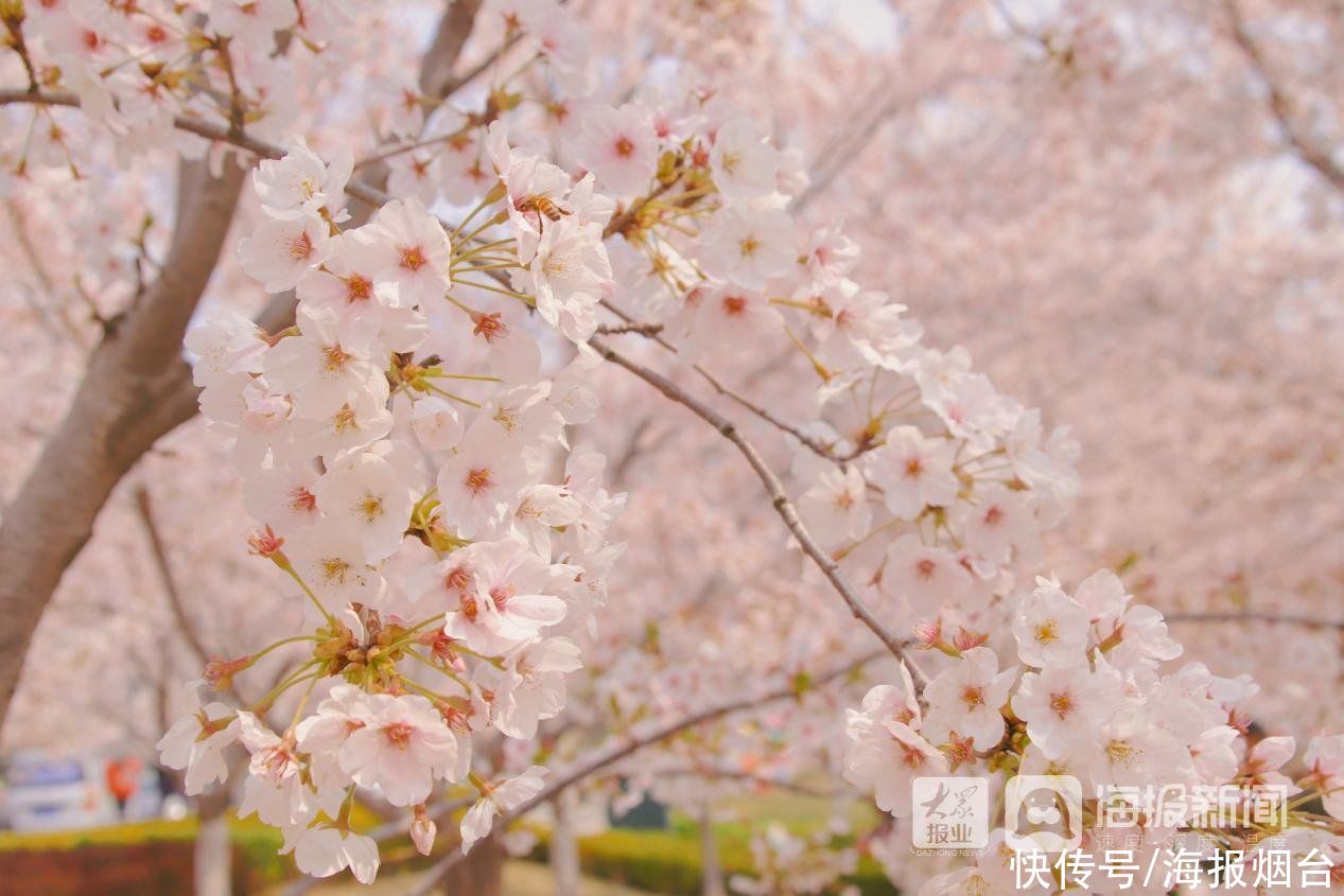 正是樱花浪漫时！烟台这儿的樱花大道美出圈了