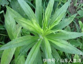 鲜叶|牛皮癣的“克星”终于找到了，是乡间随处可见的野草，你认识吗