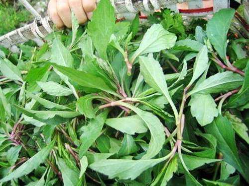 红梗|农村路边常见却不起眼的野菜,却是能治病的,对于咽炎效果特好!