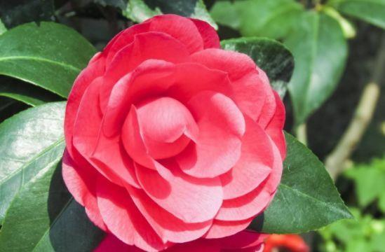 几款花卉,开花幽香暗淡,花型圆滚惹人爱,值得拥有