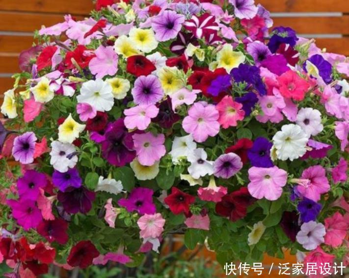 4种花,堪称花界“劳模”,花期长,开花勤,养家里,四季有花赏