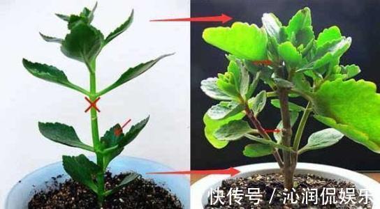 主干|不想让盆栽“蹿个”，掌握这个方法，避免长得“顶天立地”