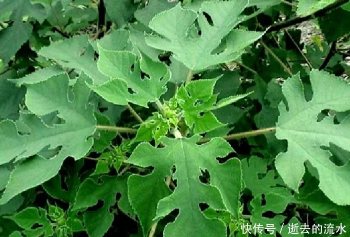 构树的叶子，是一种天赐民间的中草药