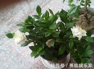 终于等到了扦插季,这两种花赶紧买,以后就不用买了!