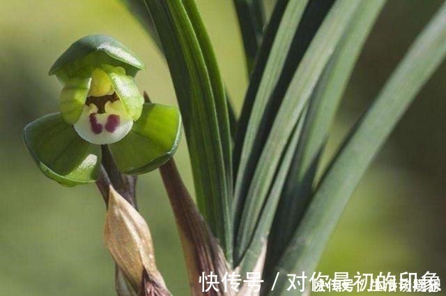 养兰新手必知,要便兰花多发苗、发壮苗,“这个动作”不可不做!