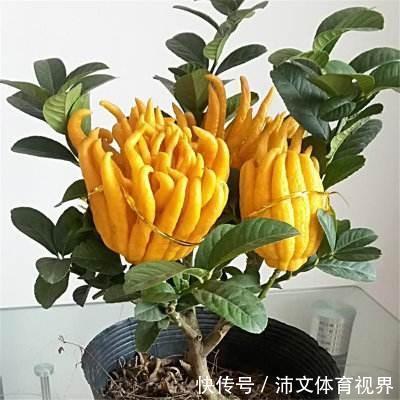 过年买花要“会挑”，4种花养家里“大吉大利”，谁看都有档次