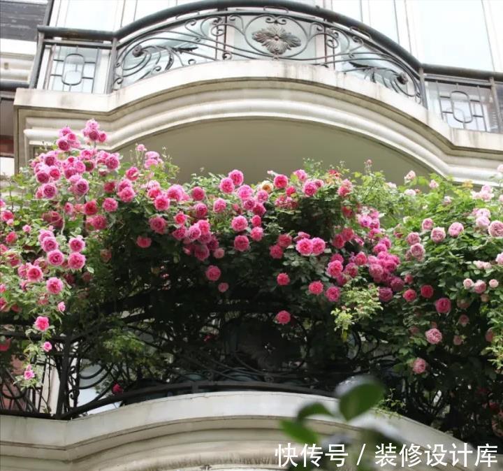 封闭阳台上,禁止养3种花,理想丰满,现实打脸,白白浪费钱