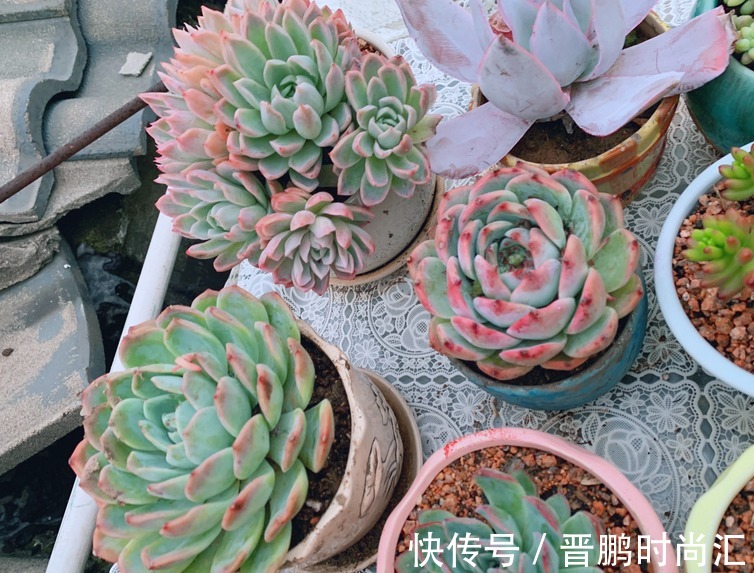 养群生多肉紫罗兰女王,季节交替、温度巨变,当多注意这4点