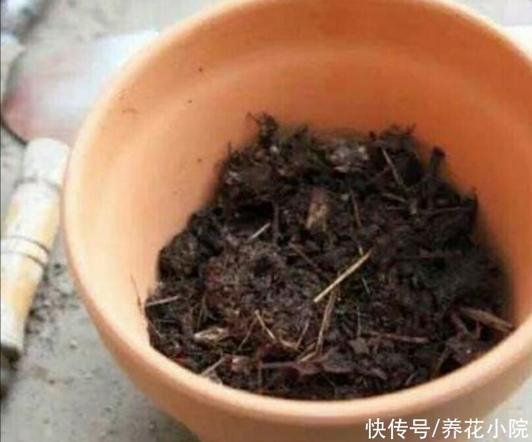 土壤|养花用松针土,3件细节要做好,否则对花卉生长不利