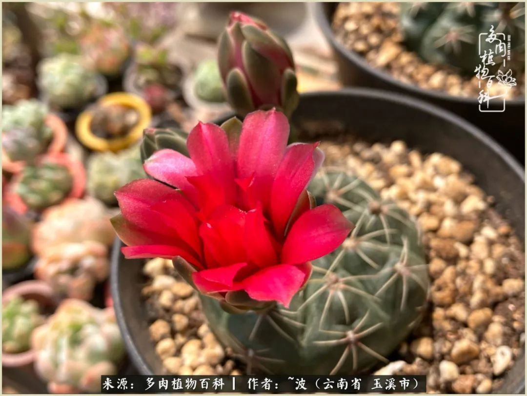 多肉|遇见即美，花事未荼蘼！种一桌子多肉，看花开花落！