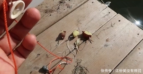 气球|煮熟的红薯做饵,气球为浮漂,放到大河中,钓获大鲤鱼,成本真低